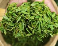 茶樹產(chǎn)量高嗎？一畝產(chǎn)多少斤？