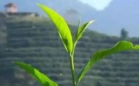 客田鎮(zhèn)：茶樹(shù)吐新芽，茶農(nóng)喜增收